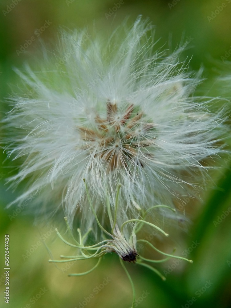 Fototapeta premium Emilia sonchifolia (lilac tassel flower, Cacalia sonchifolia L.) with natural background. This plant has a special aroma and is often made urap-urap (indonesian salad). indonesian call it tempu wiyang