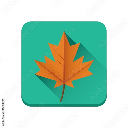 autumn maple leaf