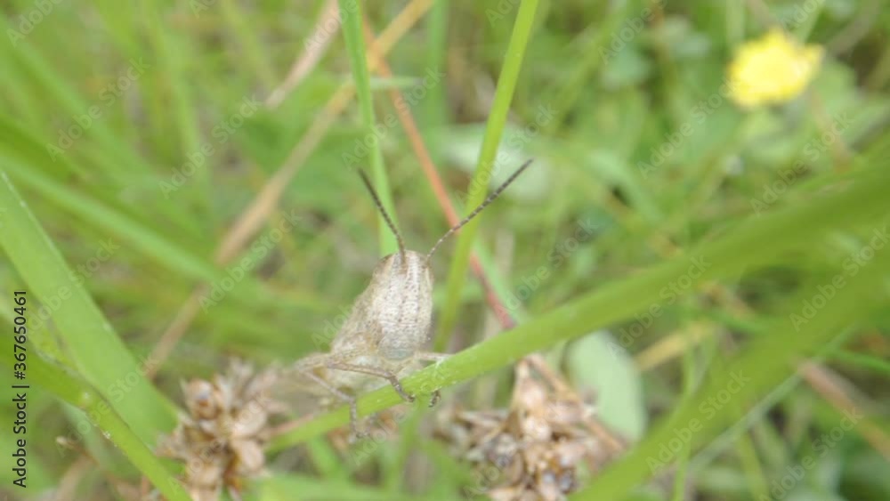 A tiny brown grasshopper on the stalk of the plant