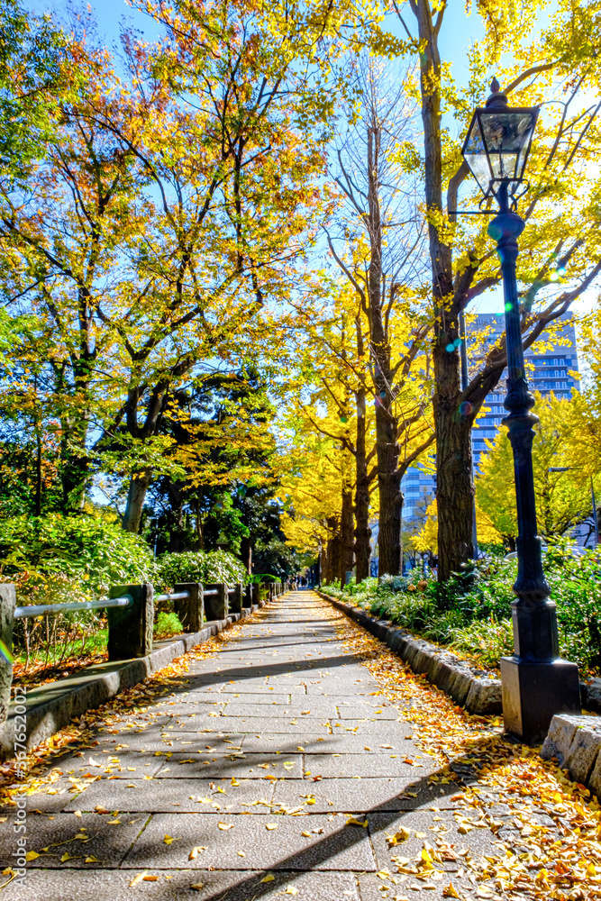 Naklejka premium 【横浜 山下公園付近】イチョウの並木道