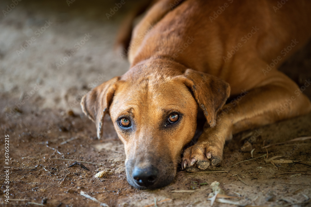 Stray dogs are sleeping on the streets,select focus.