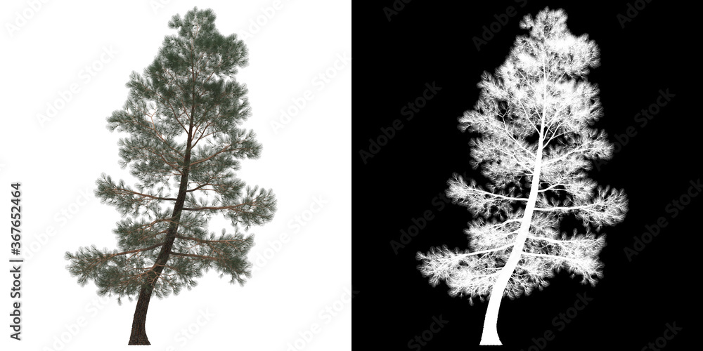 Naklejka Front view of tree (Generic) png with alpha channel to cutout 3D rendering. For forest and nature compositing.