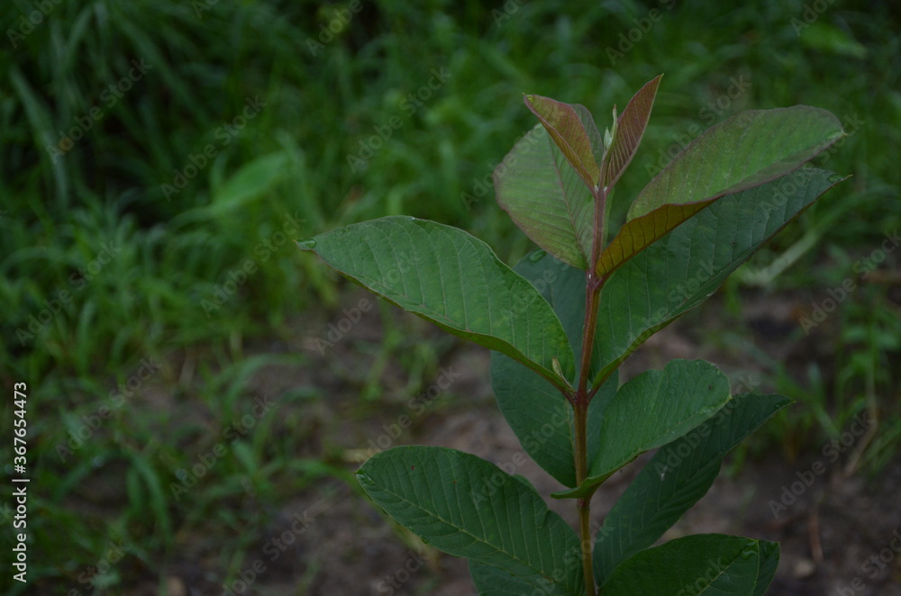 the beautiful green guava plant in the garden the beautiful green guava plant in the garden