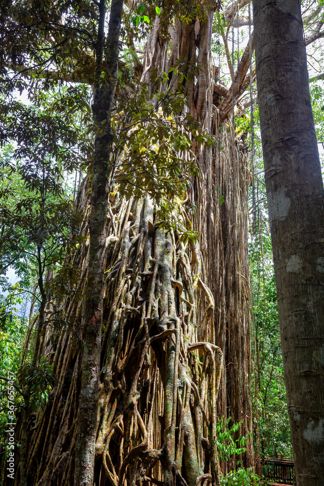Fototapeta premium Tall curtain fig on the Tropical North Queensland, Australia