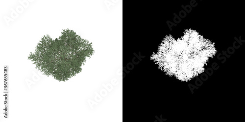 Valokuva Top view of tree (Generic) png with alpha channel to cutout 3D rendering