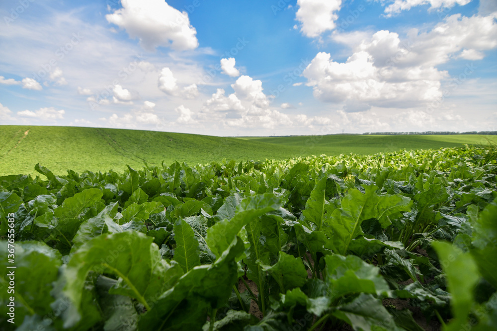 Endless green field of sweet sugar beet growing with blue sky background