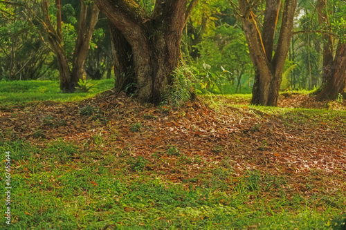 shady glen with fallen leaves