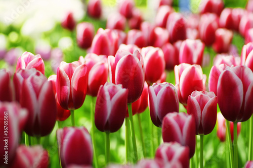 pink tulips in a garden