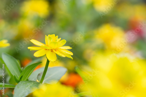 Yellow flower on blur natural background