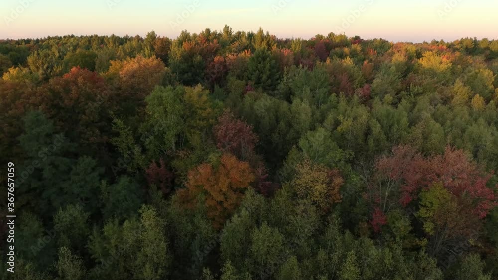 Aerial rising shot over pretty forest at dawn with sun shining on tree's canopy Aerial rising shot over pretty forest at dawn with sun shining on tree's canopy