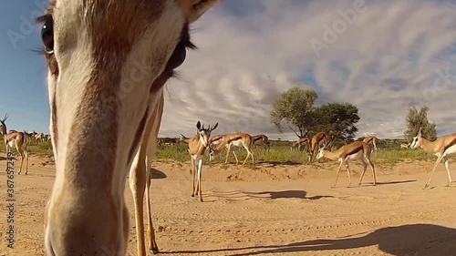 A curious Springbok licks my camera.