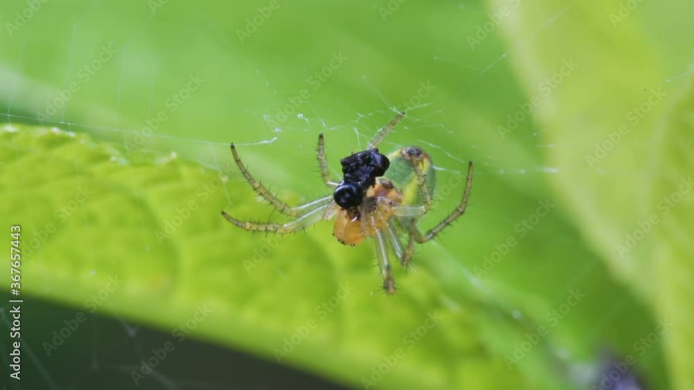A white spider eating the black fly on his web A white spider eating the black fly on his web