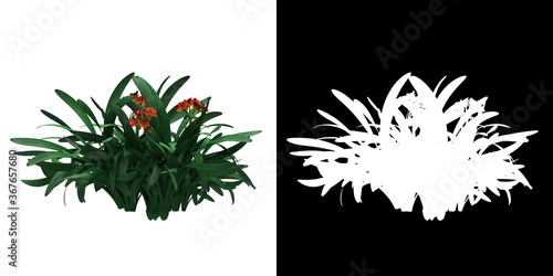 Front view of floral plant (Clivia Miniata) png with alpha channel to cutout 3D rendering photo