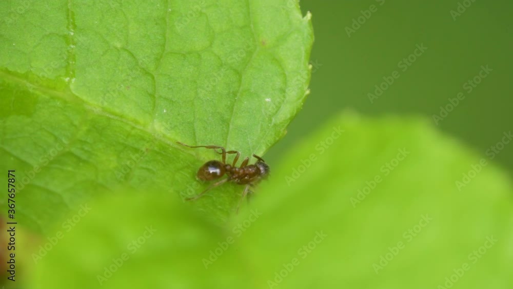 Crawling red ant on the green leaf of the plant Crawling red ant on the green leaf of the plant