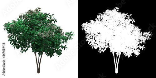 Front view of floral plant (Heptacodium miconioides) png with alpha channel to cutout 3D rendering photo