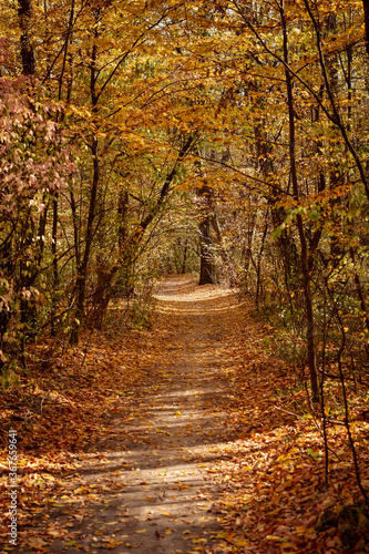 autumn in the woods