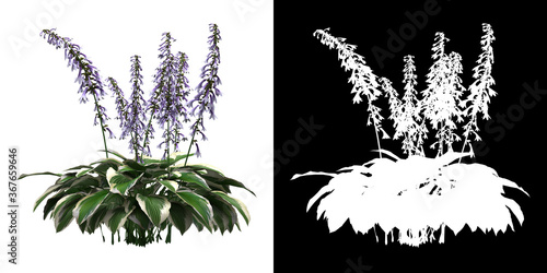 Foto Front view of floral plant (Hosta Fortunei) png with alpha channel to cutout 3D