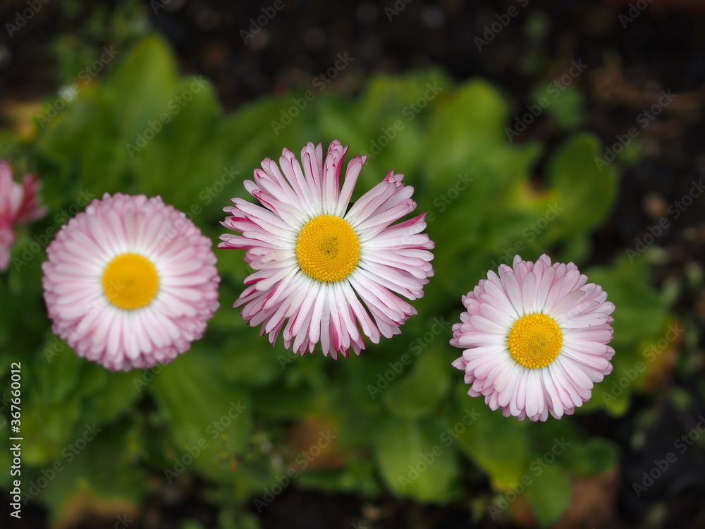 Obraz premium ヒナギクの花のアップ