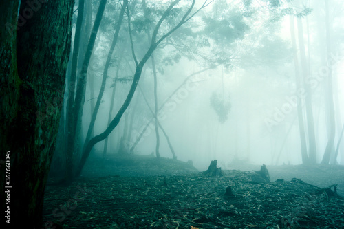 Misty forest for nature backgrounds