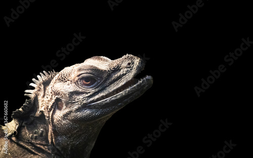 Close up shot a reptile on black background.