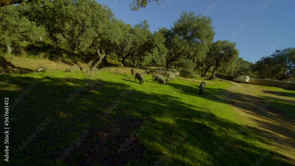 piglets grazing in the green meadow of the green Sierra de Aracena with its cork oaks from which acorns fall which the pigs eat. the pig eats next to the camera in an wide shoot piglets grazing in the green meadow of the green Sierra de Aracena with its cork oaks from which acorns fall which the pigs eat. the pig eats next to the camera in an wide shoot