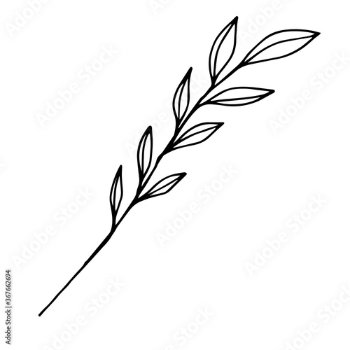 Sketch branch of leaves by hand on an isolated background. Hand drawn branches with leaves and flowers isolated on a white background.