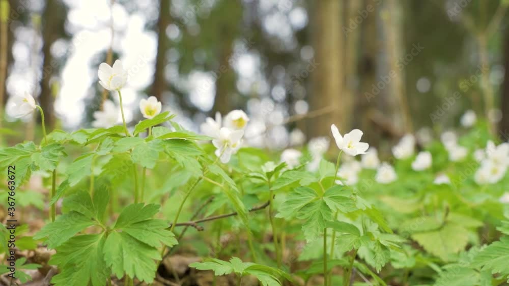 The closer look of the white flowers of the wood anemone flowers The closer look of the white flowers of the wood anemone flowers