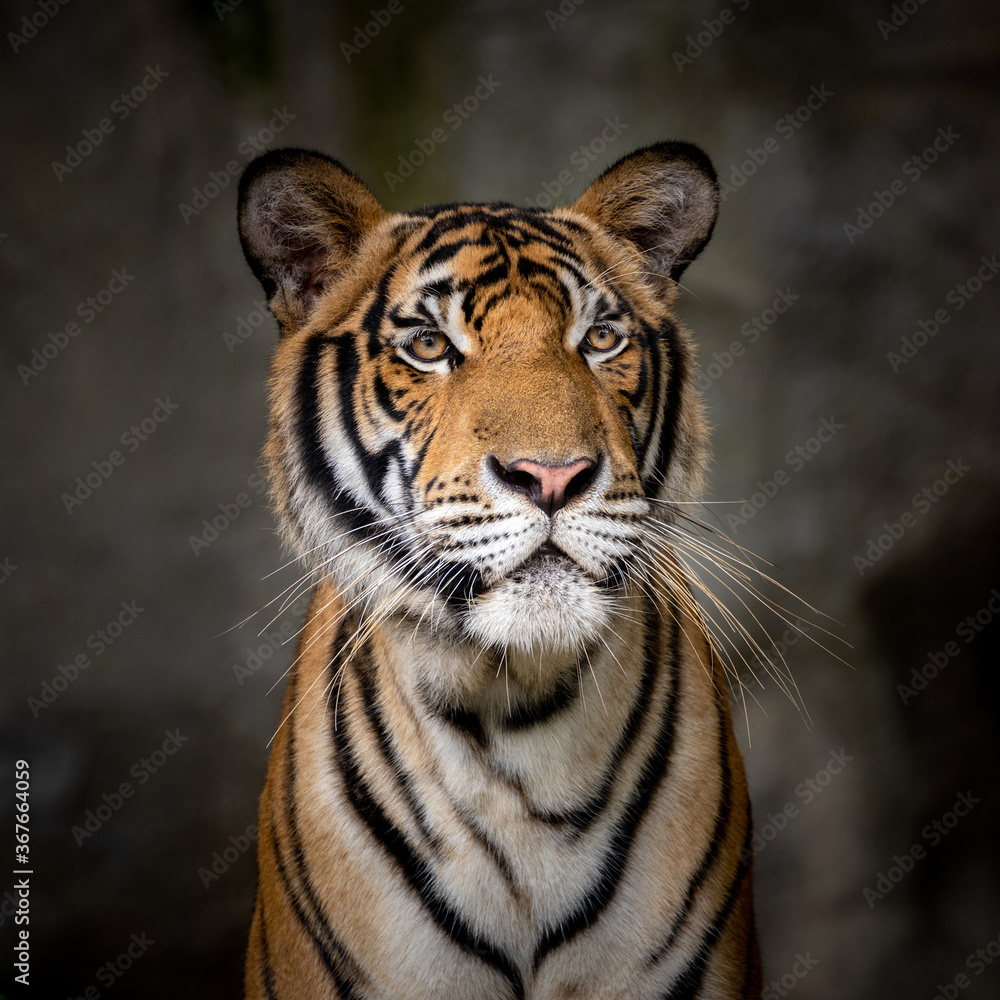  face of the Indochinese tiger.