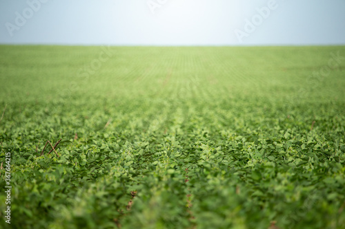 Fototapeta Naklejka Na Ścianę i Meble -  Soy crop field row close up shallow focus on plants and a blue sky background
