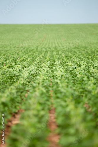 Soy crop field row close up shallow focus