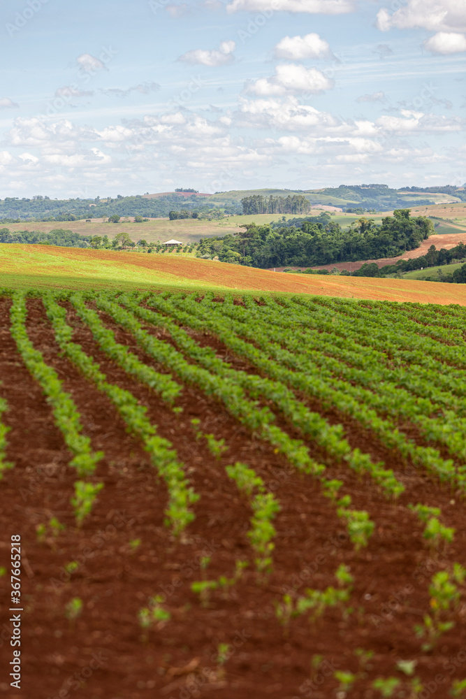 Rows of young soy plants in a field and mountains on a blurred background