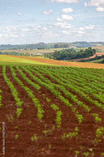 Rows of young soy plants in a field and mountains on a blurred background