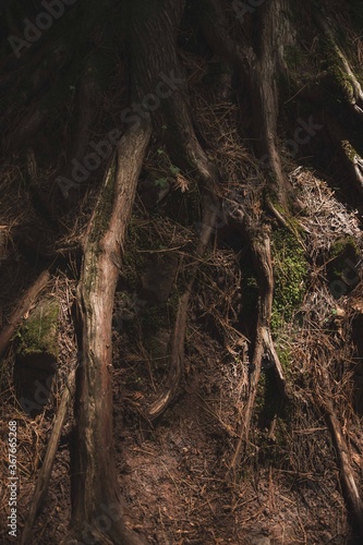 roots of a tree