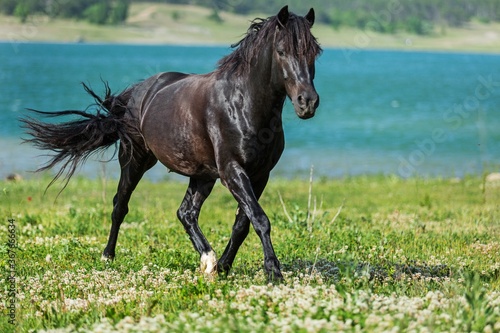 Fototapeta Naklejka Na Ścianę i Meble -  Black Stallion