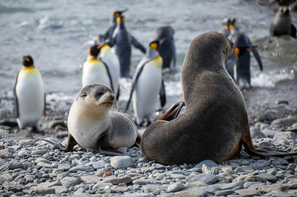 Obraz premium baby fur seal, Fortuna Bay,