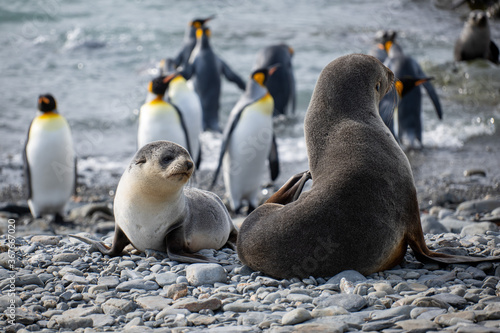 baby fur seal  Fortuna Bay 