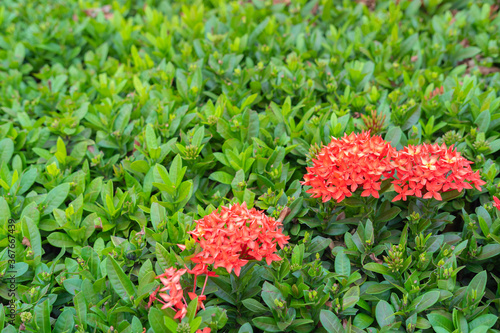 Needle flowers that are everywhere in this world.