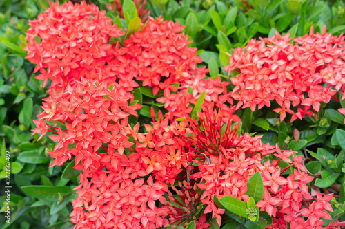 Needle flowers that are everywhere in this world.