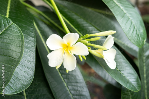 White plumeria flowers in full bloom Tropical flower