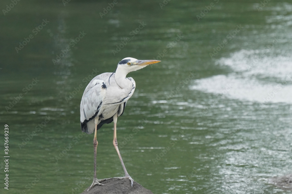 gray heron in pond