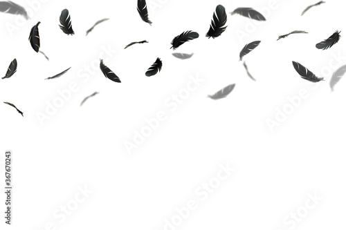 Group of black feathers bird floating in the air. feather abstract isolate on white background.