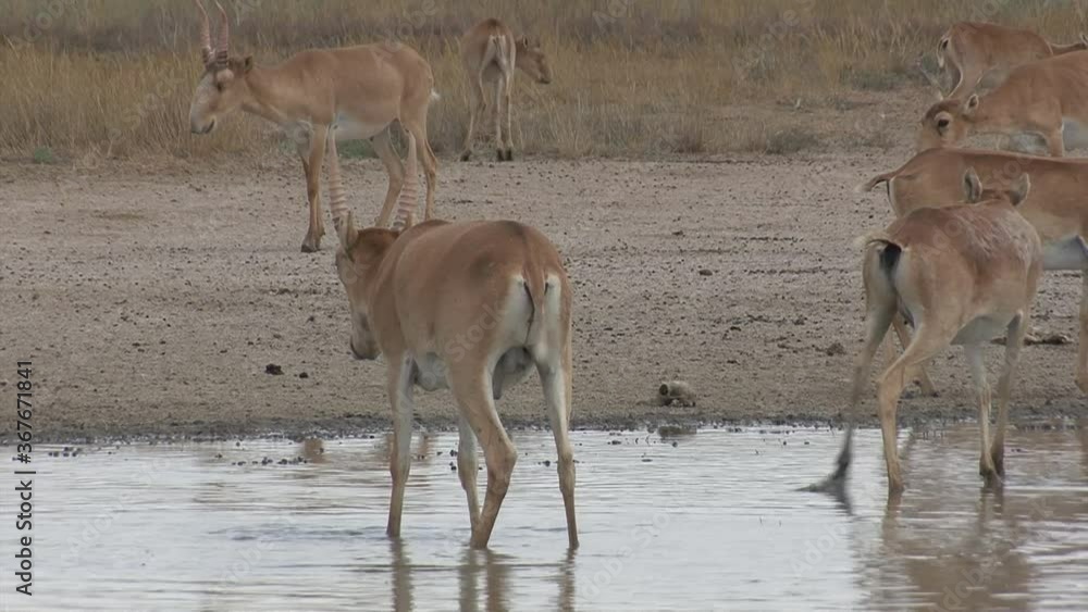 Kalmykia, nature reserve. A herd of saigas on the lake.
Kalmykia, nature reserve. A herd of saigas on the lake.