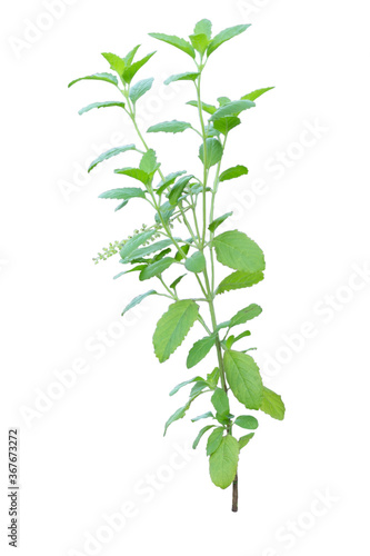 Green holy basil on an isolated background consisting of (leaves, branches, stems) used as a background image. © Scream