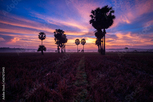 colorful sky before sunrise at rice field 
