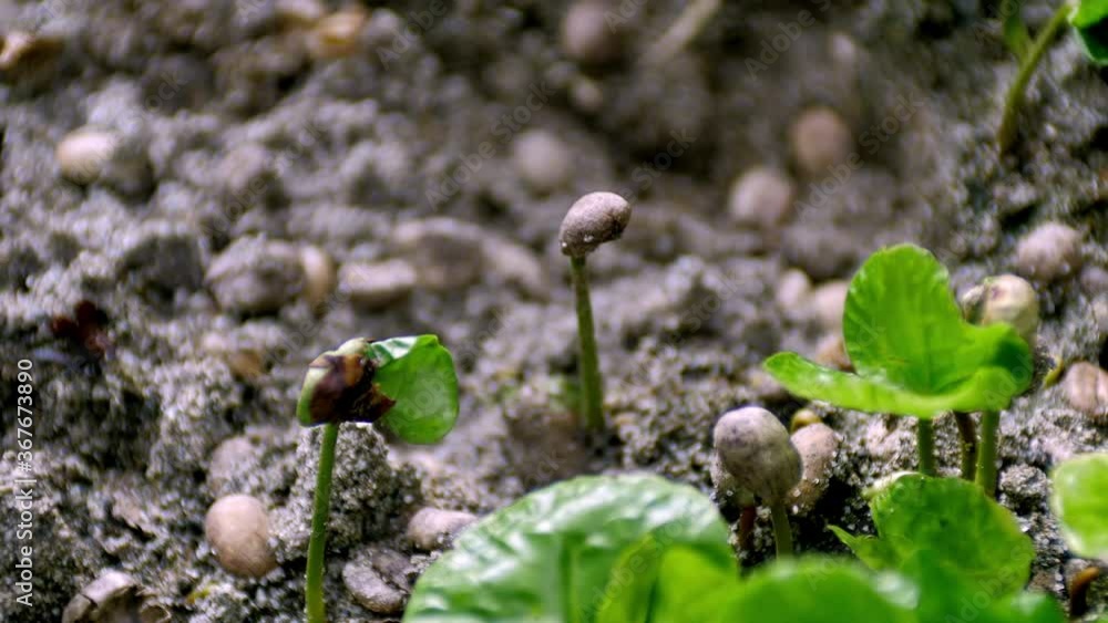 Coffee seeds sprout in the ground in the coffee plantation of Salento, Colombia where you can see a macro detail of the sand and the seed growing. Coffee seeds sprout in the ground in the coffee plantation of Salento, Colombia where you can see a macro detail of the sand and the seed growing.