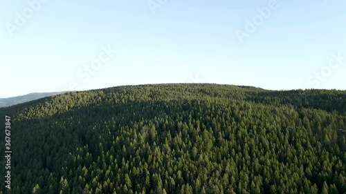 Aerial view over dense coniferous pine tree forest, near Bigfork, Montana - Copy Space for Text photo