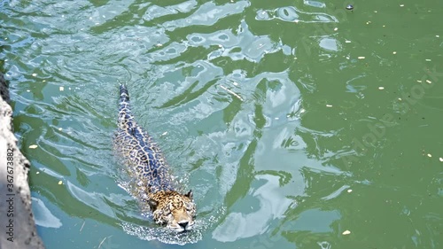 4k video of A jaguar playing and swimming in pond