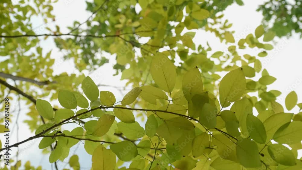 Yellow-green leaves have blown in the soft breeze and there is dim sunlight. Yellow-green leaves have blown in the soft breeze and there is dim sunlight.