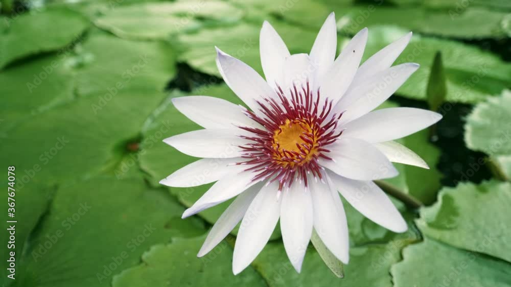 The lotus flowers bloom in the pond and have beautiful green lotus leaves. The lotus flowers bloom in the pond and have beautiful green lotus leaves.