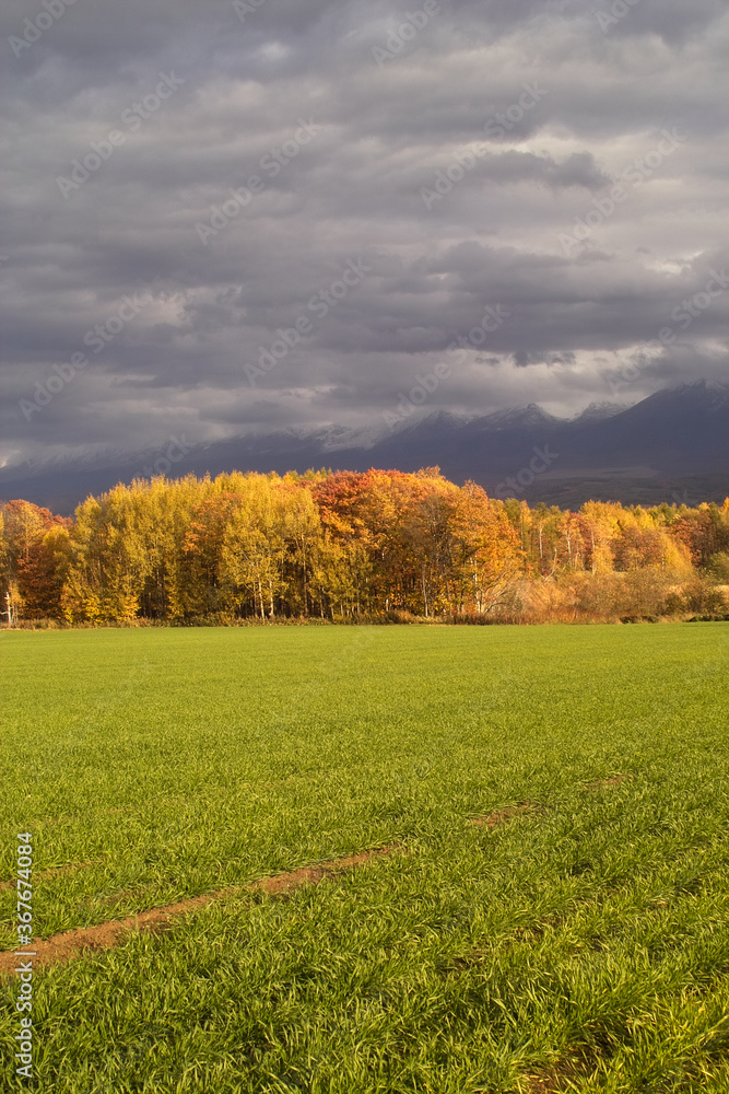 Fototapeta premium 美瑛の秋